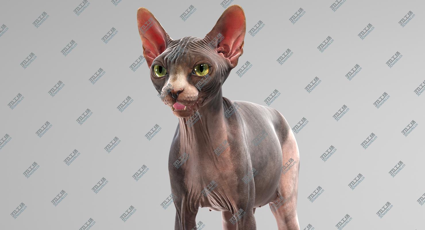 images/goods_img/2021040165/Sphynx Cat 3D/3.jpg